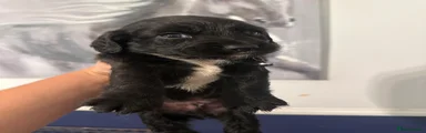 Sprocker 6