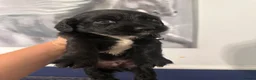 Sprocker dogs for sale: £995 EACH Beautiful cocker spaniel puppies  - Advert 19