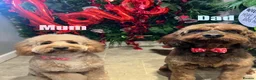 Cockapoo dogs for sale: Beautiful F2B cockapoo puppies - Advert 2