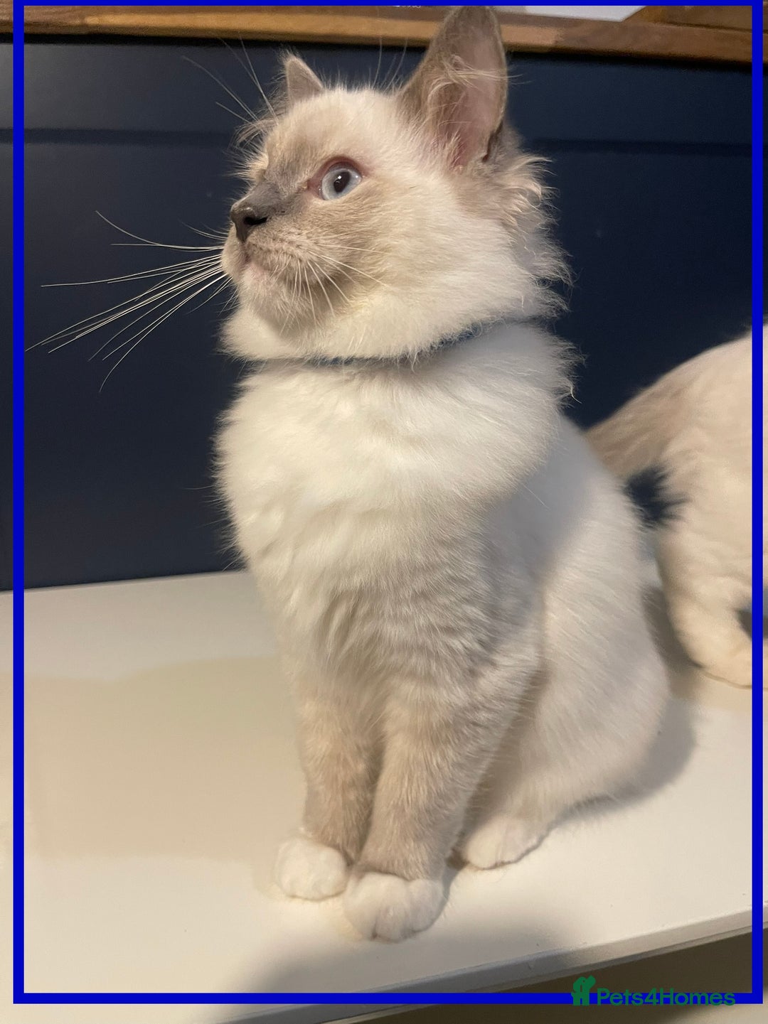 Ragdoll cats for sale: 🐾💕Last remaining ragdolls 💕🐾 in Hitchin - Image 15