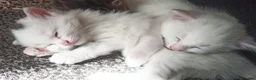 Siberian cats for sale: 4 kittens for sale - Advert 15