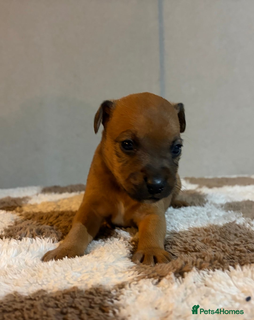 Mixed Breed dogs for sale: 6 Lakeland x Russell puppies  - Advert 12