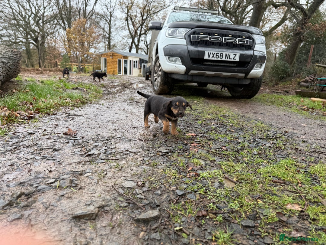 Huntaway dogs for sale: Huntaway Puppies only 2 bitches and 1 dog left!!  - Advert 14