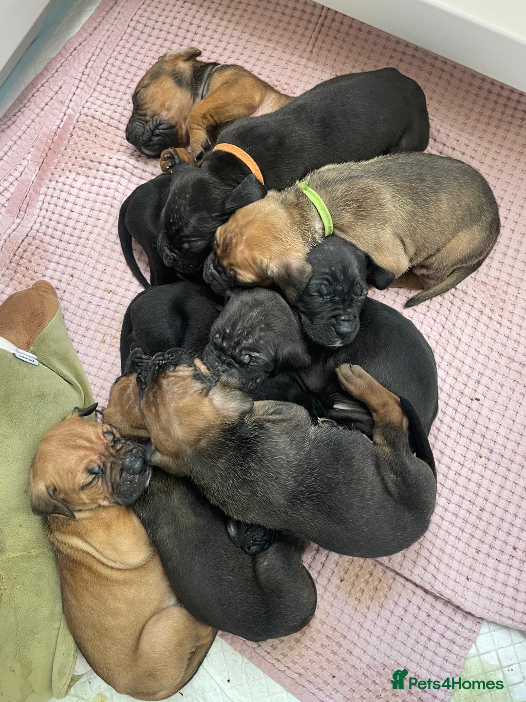 Cane Corso dogs for sale: Gorgeous cane corso - Image 10