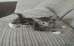 Mixed Breed cats for sale: 3 girls- 9 weeks- ready to go - Image 9