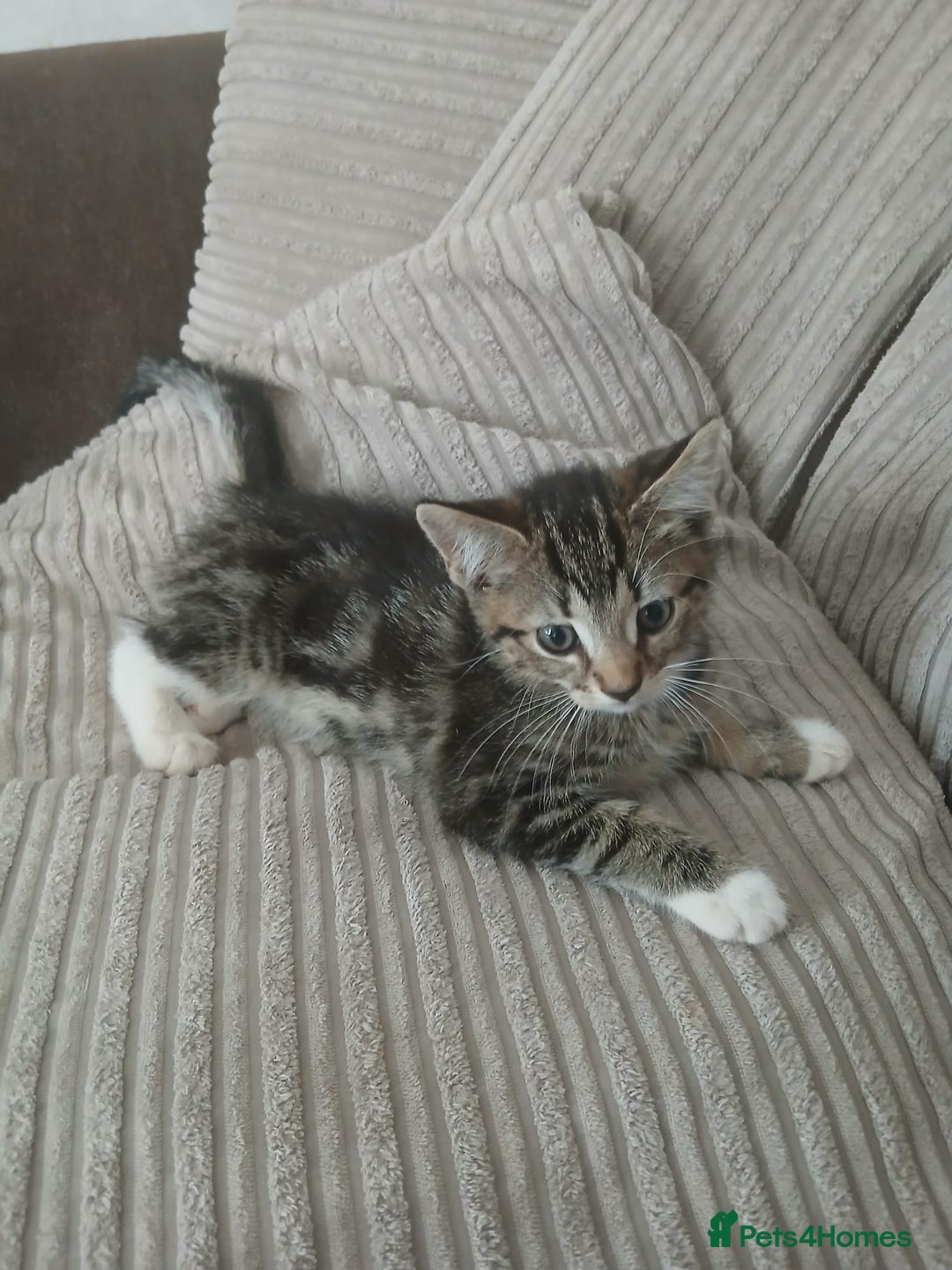 Mixed Breed cats for sale: 3 girls- 9 weeks- ready to go - Image 9