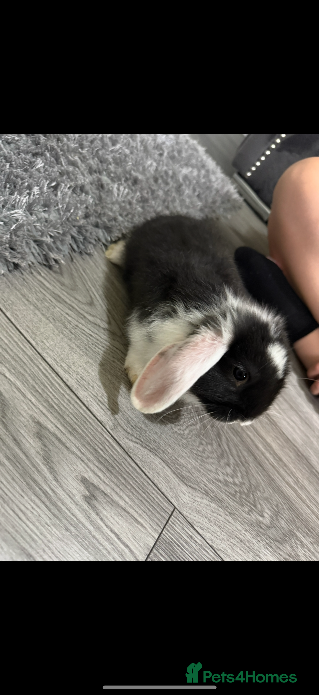 Lionhead rabbits for sale: Male and female rabbits  - Image 3