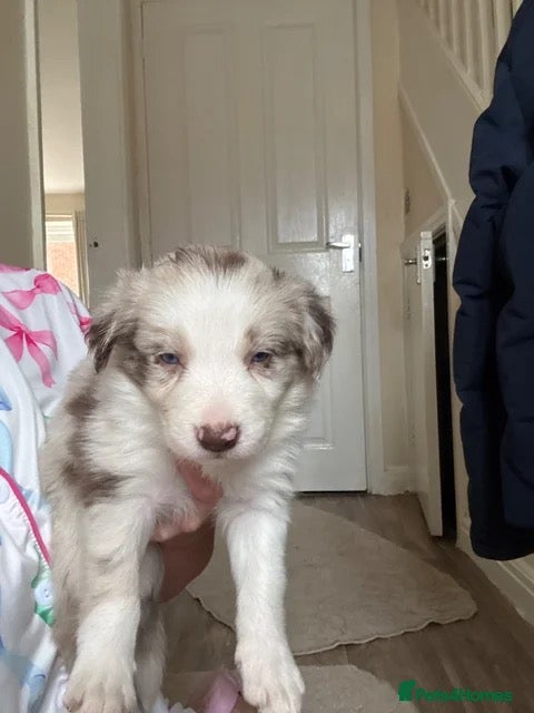 Border Collie dogs  Long coated pure bred collie puppies blue merles  - Advert 1
