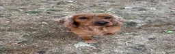 Cocker Spaniel dogs for stud: Proven male cocker spaniel  - Advert 5