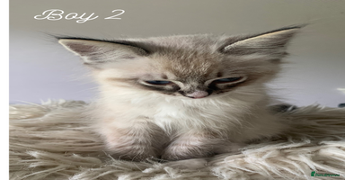 Ragdoll cats - Advert 2