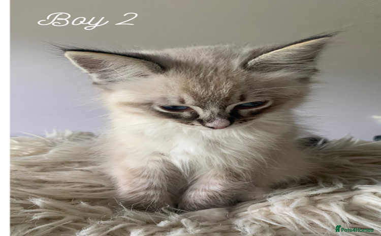 Ragdoll cats - Advert 13