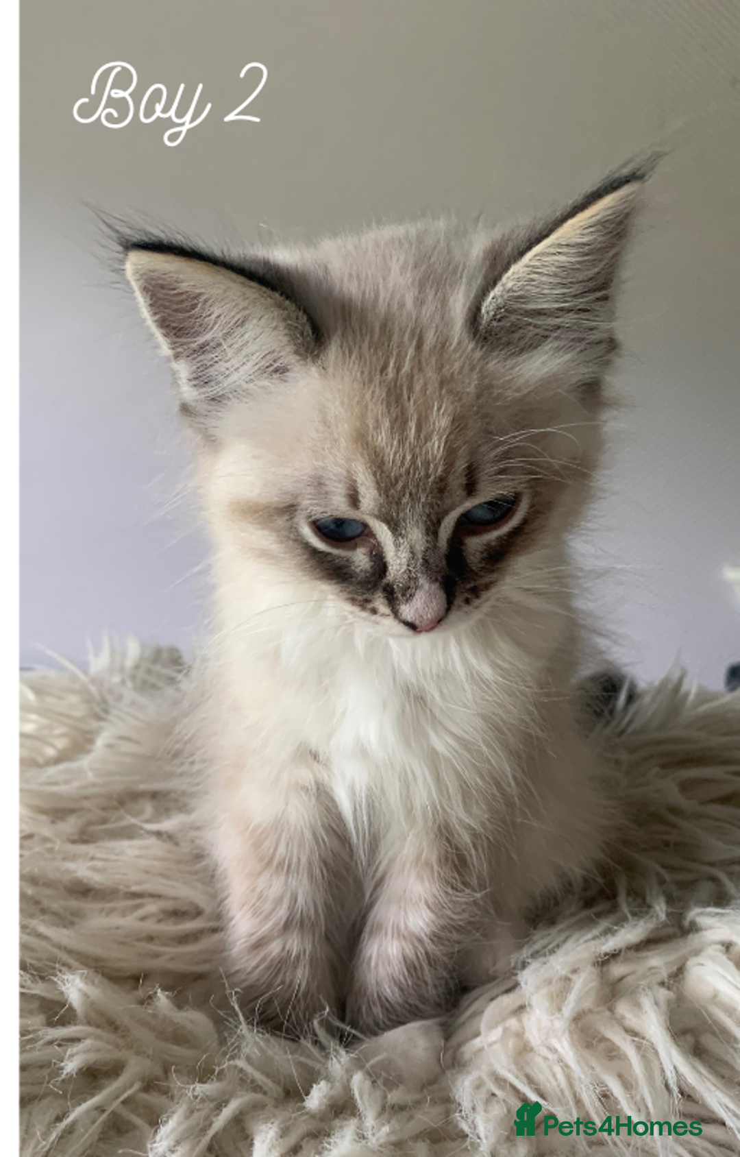 Ragdoll cats for sale: Exquisite GCCF Registered Ragdoll Kittens - Image 18