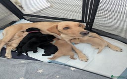 Labrador Retriever dogs for sale: Retriever Labrador puppys for sale - Image 2