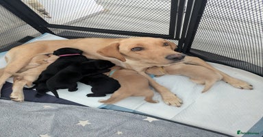 Labrador Retriever dogs - Advert 7