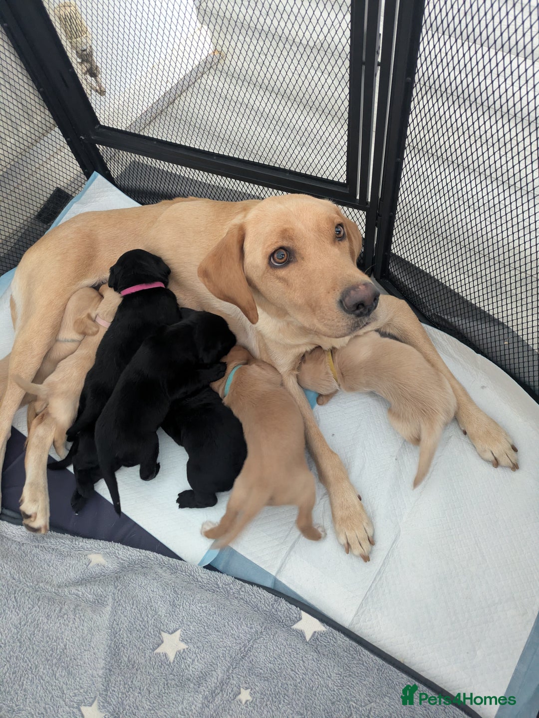 Labrador Retriever dogs for sale: Retriever Labrador puppys for sale - Image 2