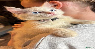 Ragdoll cats - Advert 15