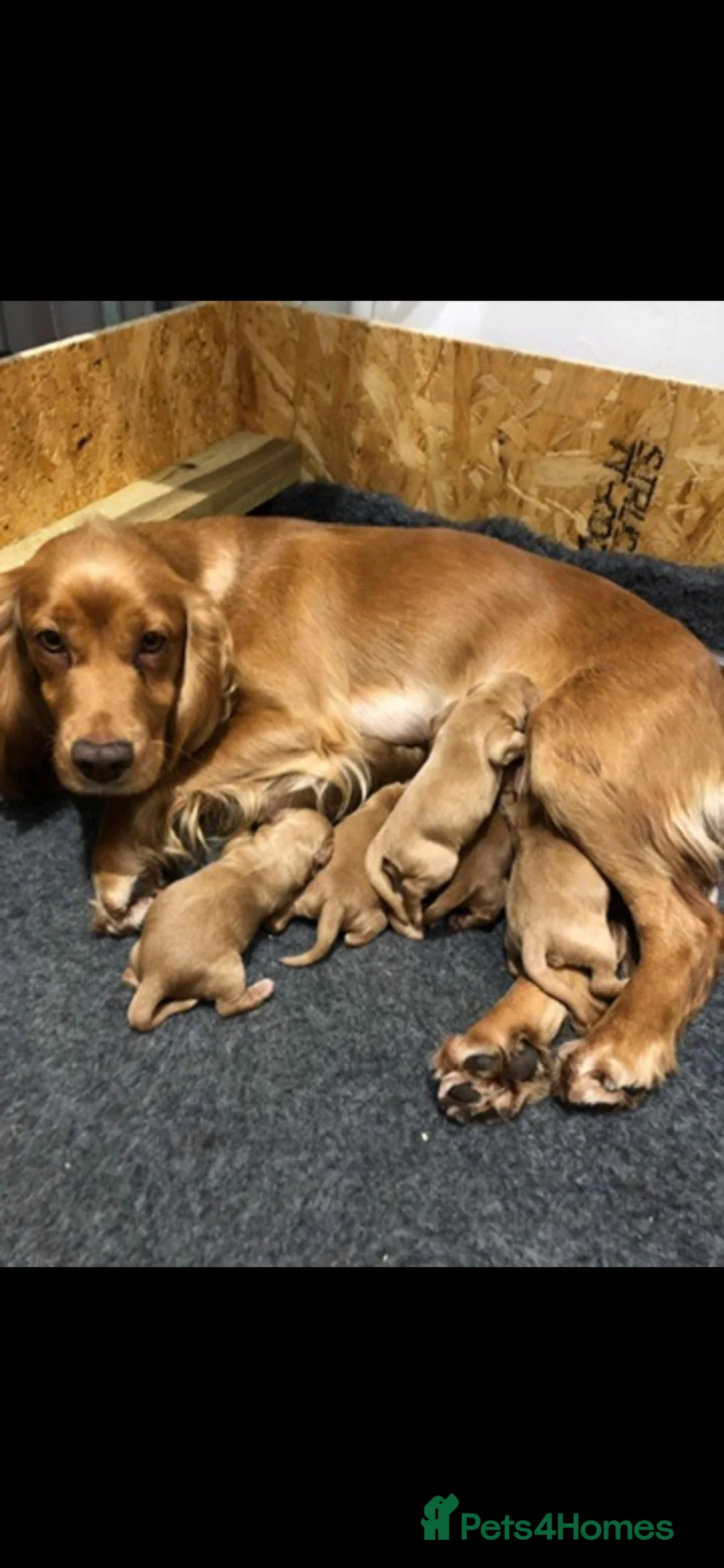 Cocker Spaniel dogs for sale: Cocker spaniel 5 months old  - Advert 6