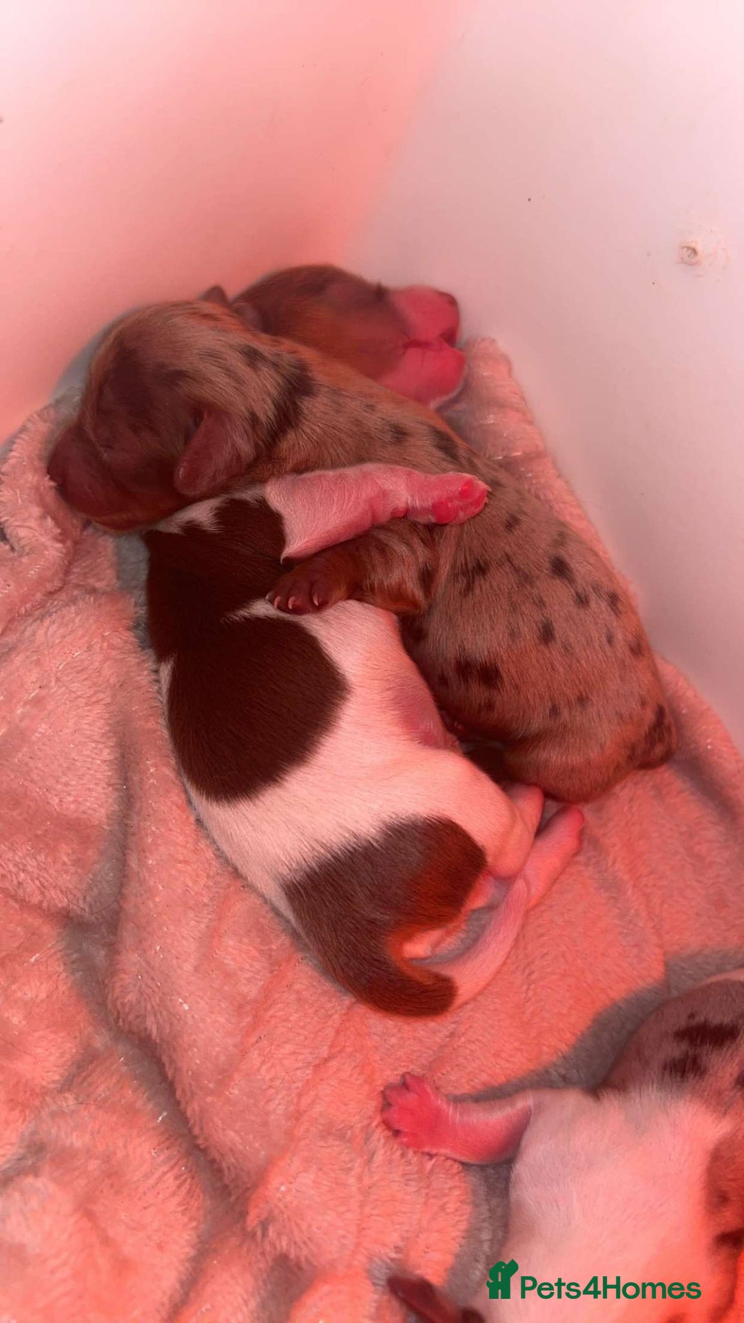 Miniature Dachshund dogs for sale: KC Reg Long-Haired Miniature Dachshund Puppies  - Advert 20