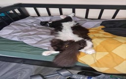 Maine Coon cats for sale: 2 beautiful (certified pure-bred) maine coons - Image 10
