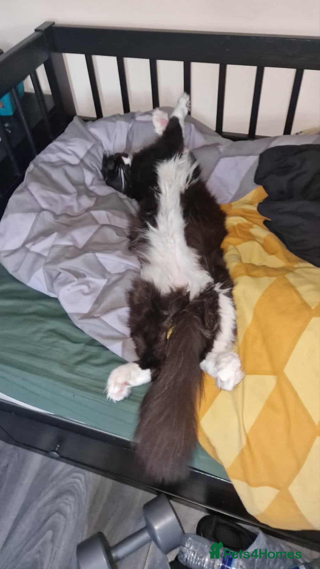 Maine Coon cats for sale: 2 beautiful (certified pure-bred) maine coons - Image 10
