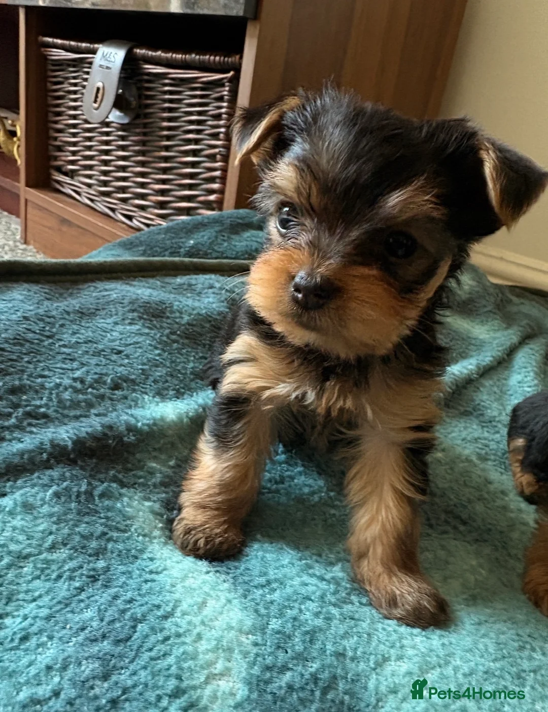 Yorkshire Terrier dogs for sale: Adorable yorkshire terrier puppies in Boston - Advert 2