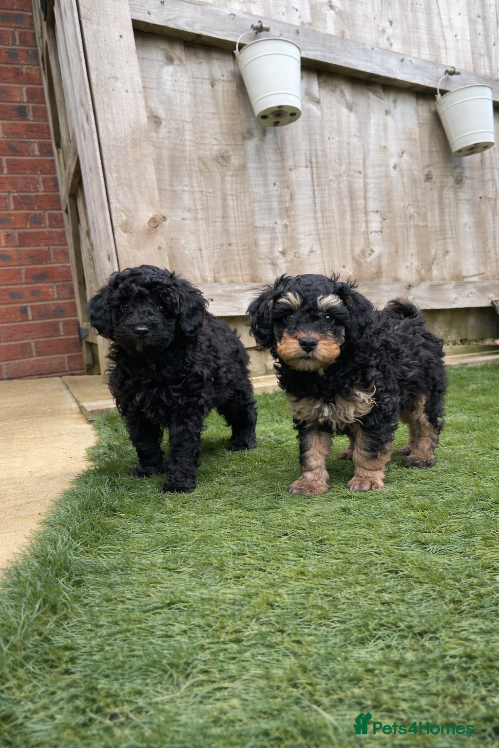 Toy Poodle dogs toy poodle puppies READY NOW !! ! boys  - Advert 2