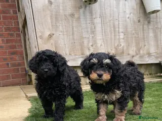 Toy Poodle dogs toy poodle puppies READY NOW !! ! boys - Advert 1