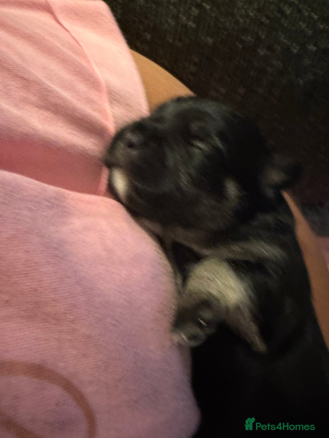 Mixed Breed dogs for sale: Froodle pups  - Image 8