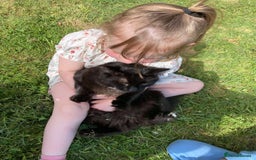 RagaMuffin cats for sale: Cat, Oreo - Advert 8