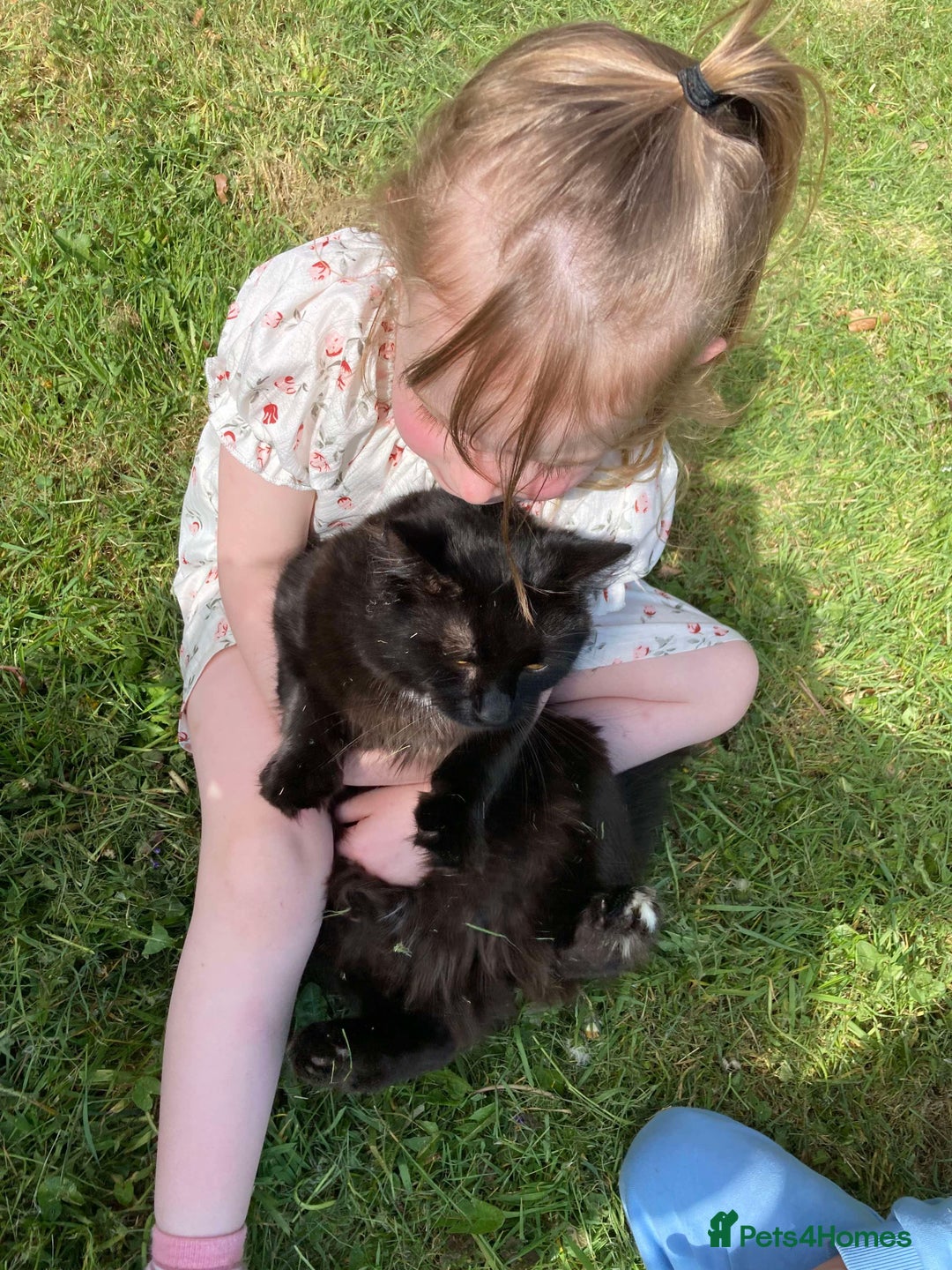 RagaMuffin cats for sale: Cat, Oreo - Advert 8