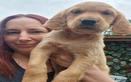Golden Retriever dogs for sale: Red pups KC Registered Golden Retriever in Oxted - Image 28
