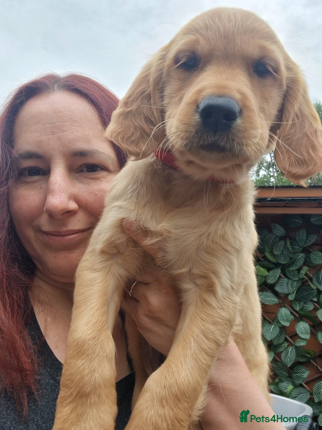 Golden Retriever dogs for sale: Red pups KC Registered Golden Retriever in Oxted - Image 28