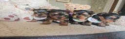 Yorkshire Terrier dogs for sale: Champion bloodline Yorkshire terrier puppies - Advert 16