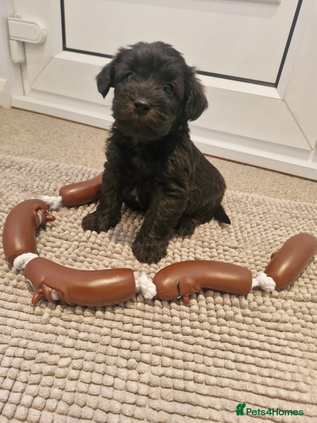 Schnoodle dogs for sale: F1 schnoodle puppies  - Advert 7