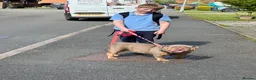 English Bulldog dogs for sale: Stunning bulldog pedigree  in Church Stretton - Advert 3