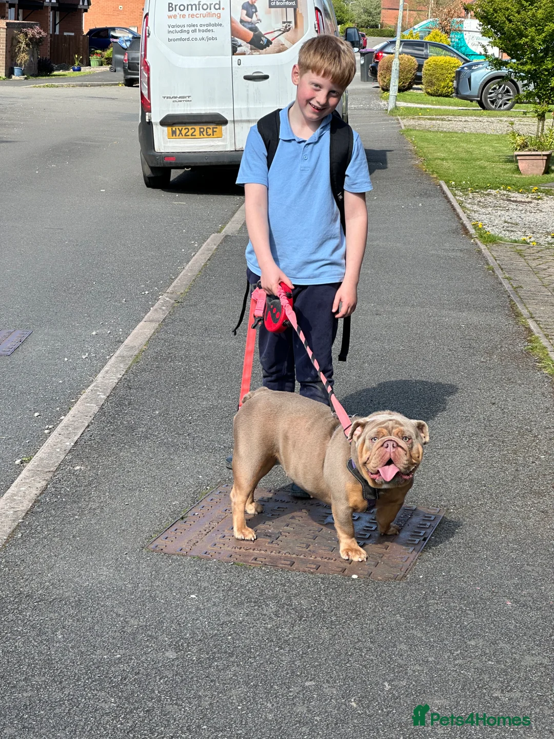 English Bulldog dogs for sale: Stunning bulldog pedigree  in Church Stretton - Advert 3
