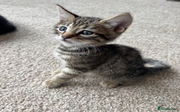 Bengal cats for sale: Beautiful Bengal Cross Kitten - Image 6