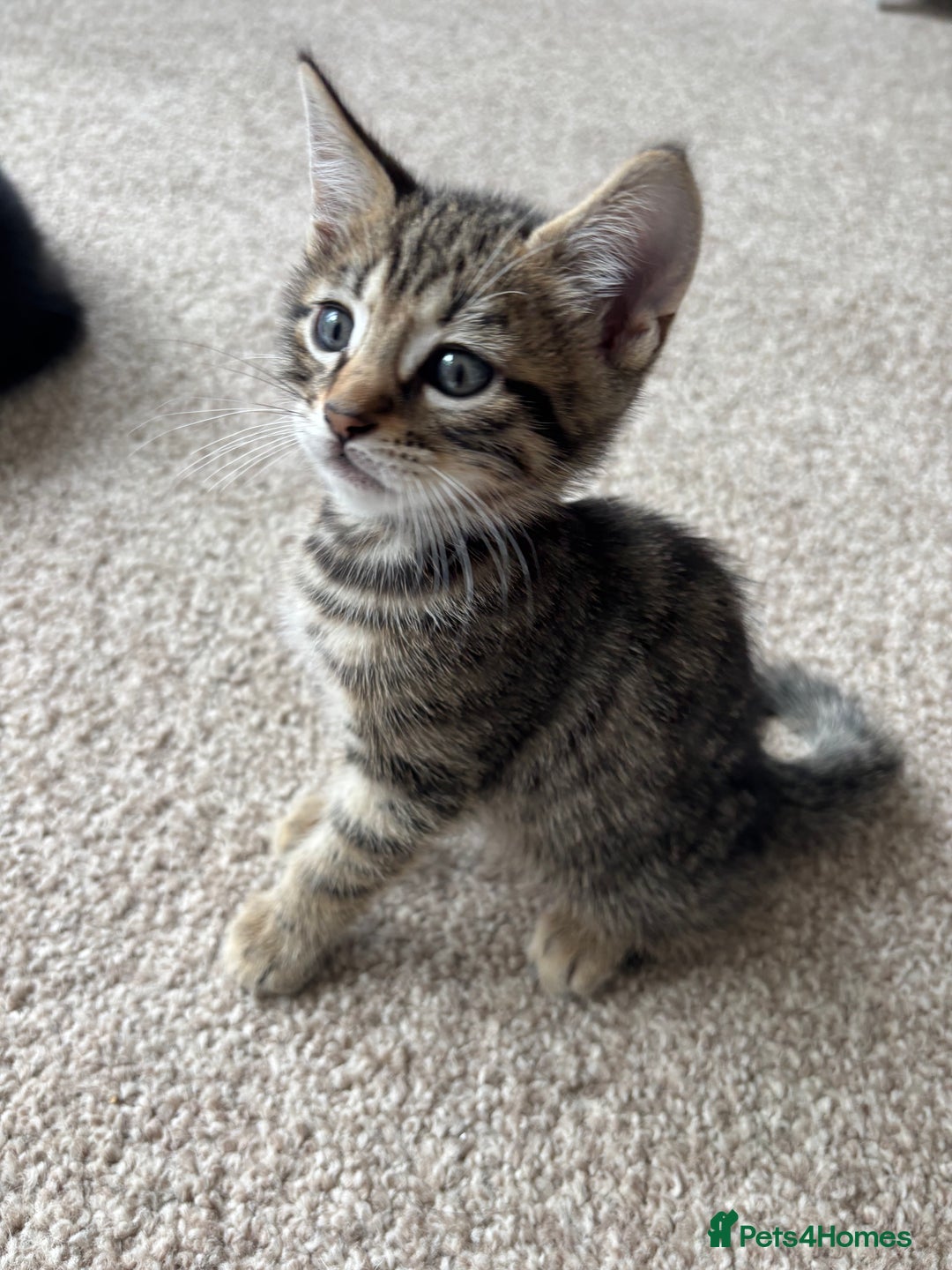 Bengal cats for sale: Beautiful Bengal Cross Kitten - Image 6