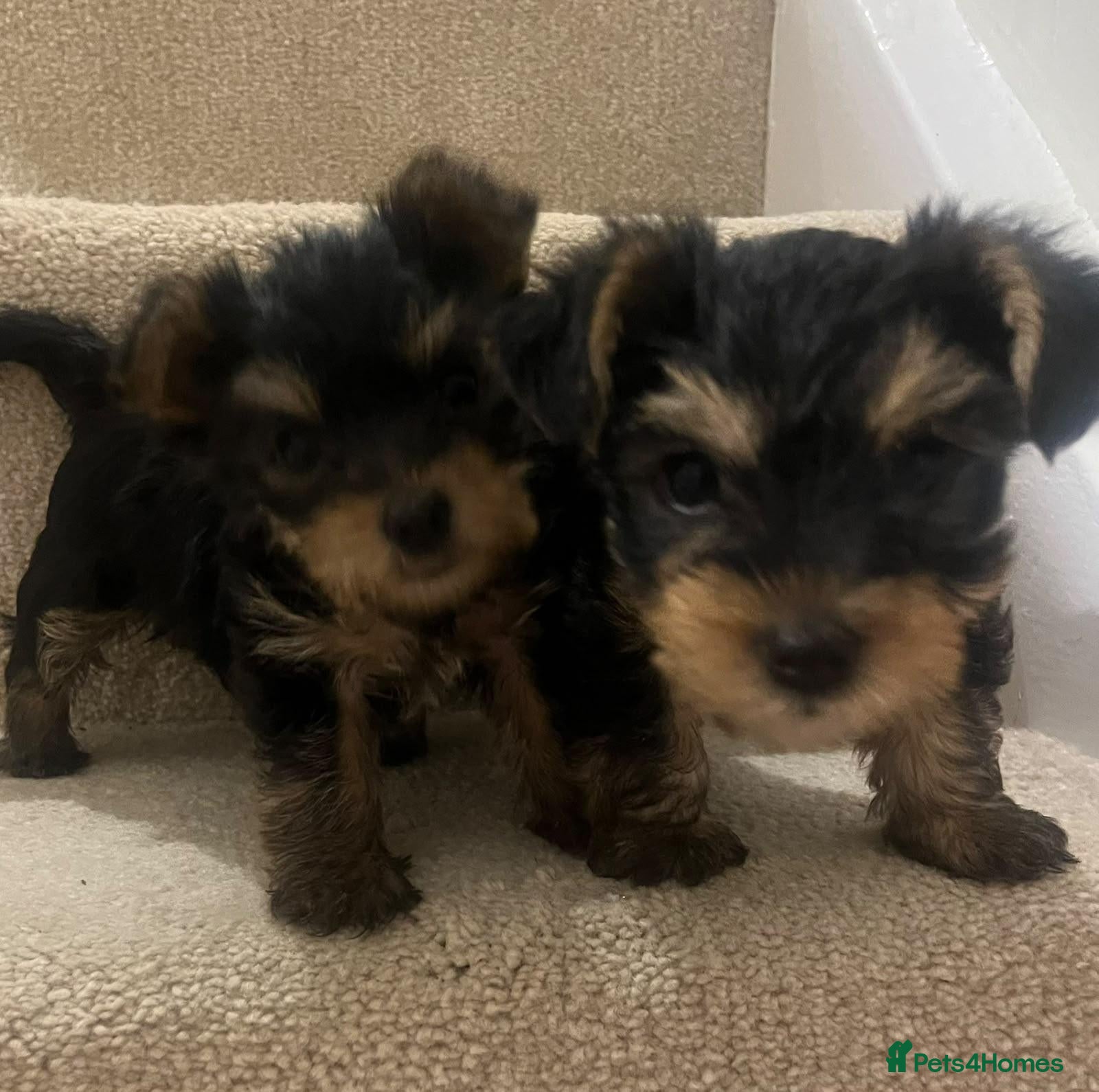 Yorkshire Terrier dogs 😍 Yorkshire terrier puppies 😍 - Advert 1