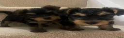 Yorkshire Terrier dogs for sale: 😍 Yorkshire terrier puppies 😍 - Advert 1