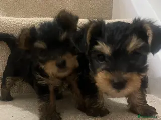 Yorkshire Terrier dogs 😍 Yorkshire terrier puppies 😍 - Advert 5
