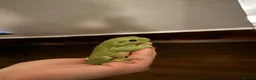 Frog reptiles for sale: Pair of whites tree frogs  in Bishop Auckland - Advert 4