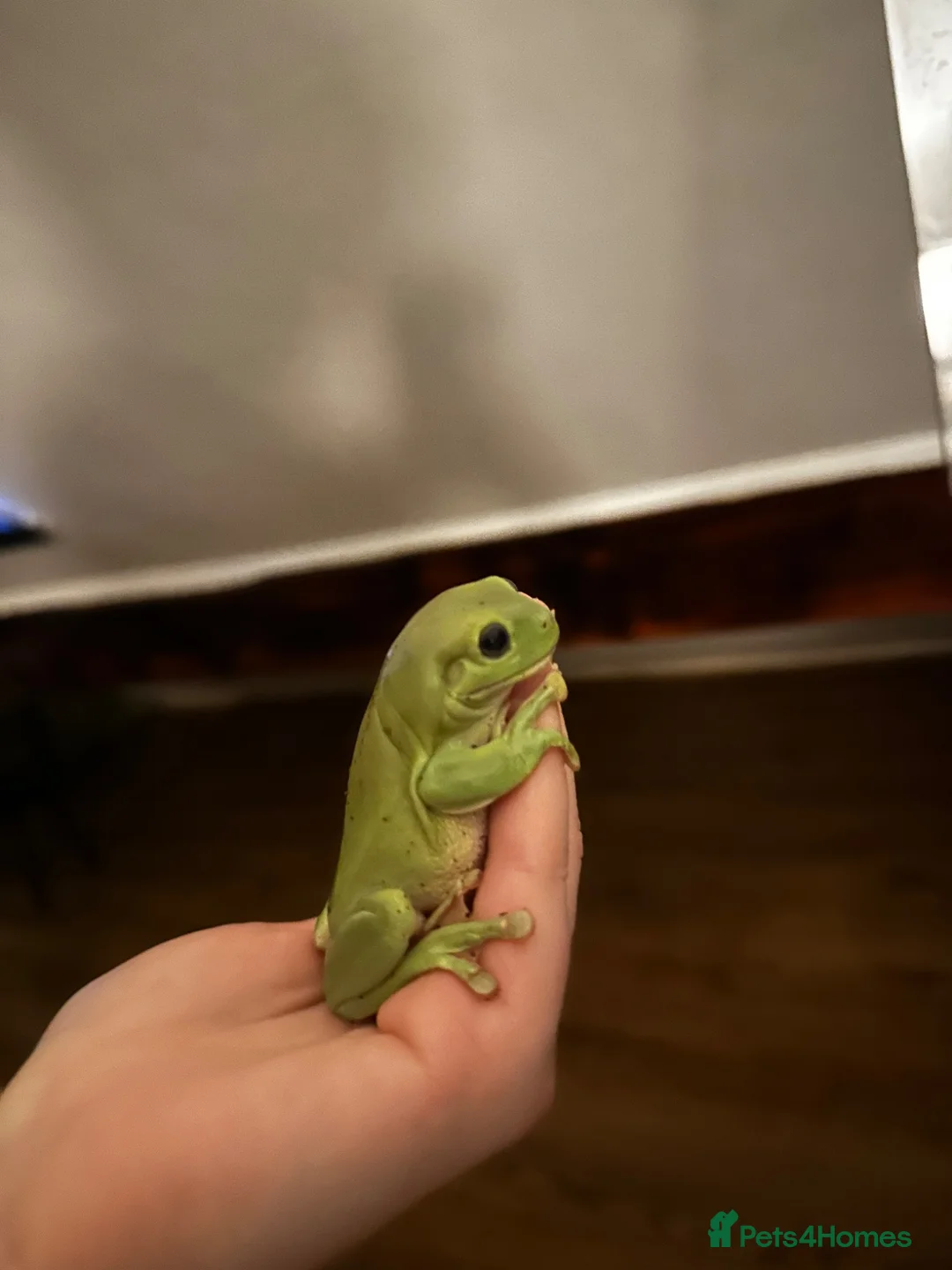 Frog reptiles for sale: Pair of whites tree frogs  in Bishop Auckland - Advert 4