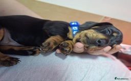 Miniature Dachshund dogs for sale: 5 gorgeous miniature dachshund puppies for sale  - Image 31