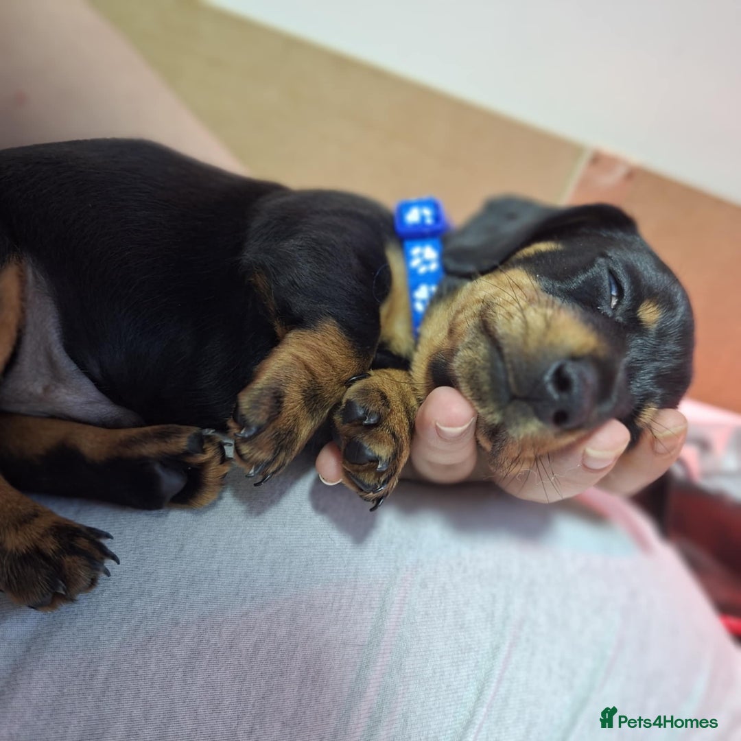 Miniature Dachshund dogs for sale: 5 gorgeous miniature dachshund puppies for sale  - Image 31