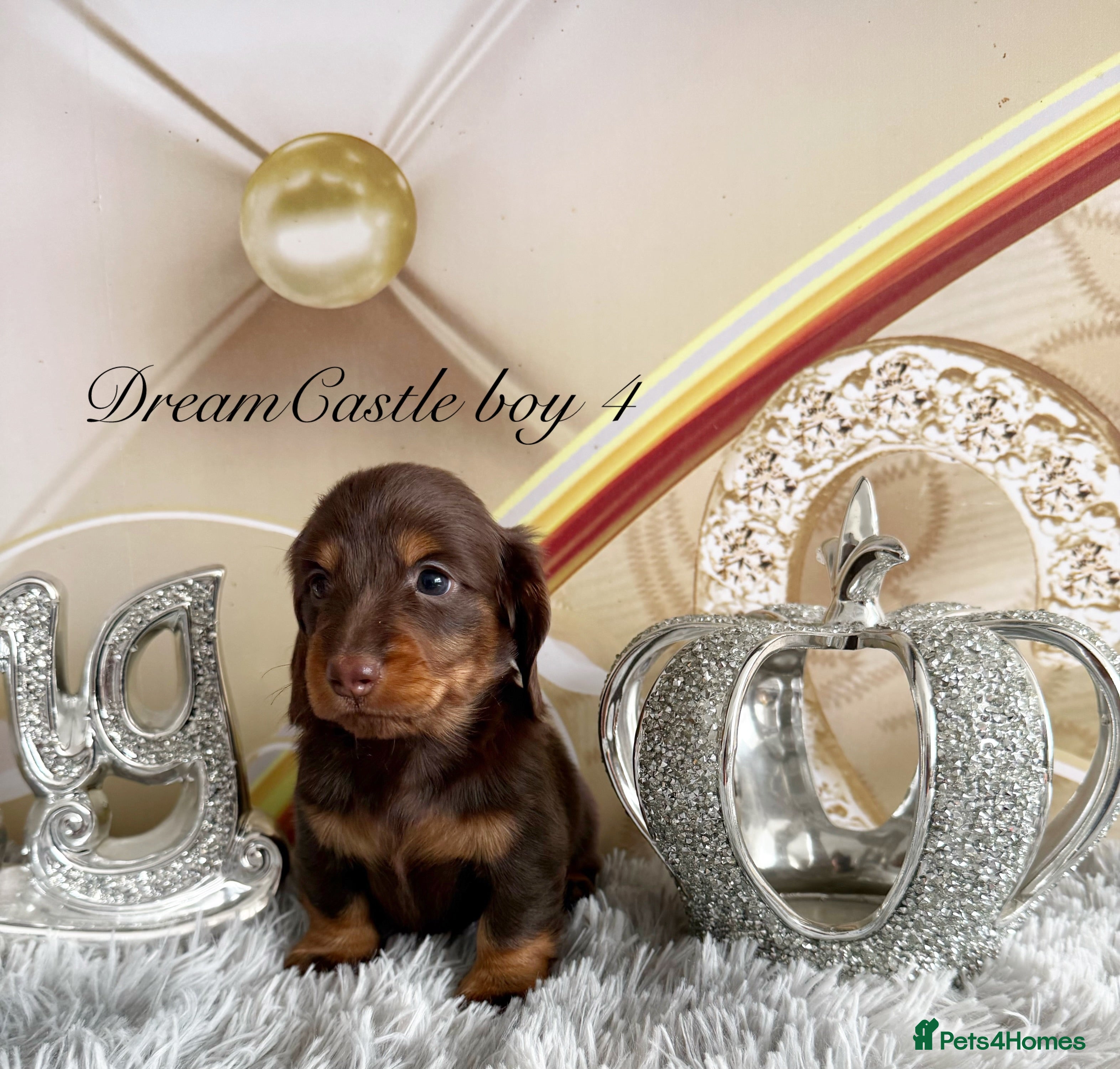 Miniature Dachshund dogs Adorable miniature datchund Kc reg boys available  - Advert 1