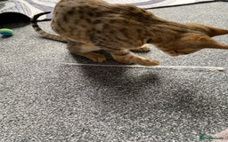 Savannah cats for sale: Savannah cross - Image 2