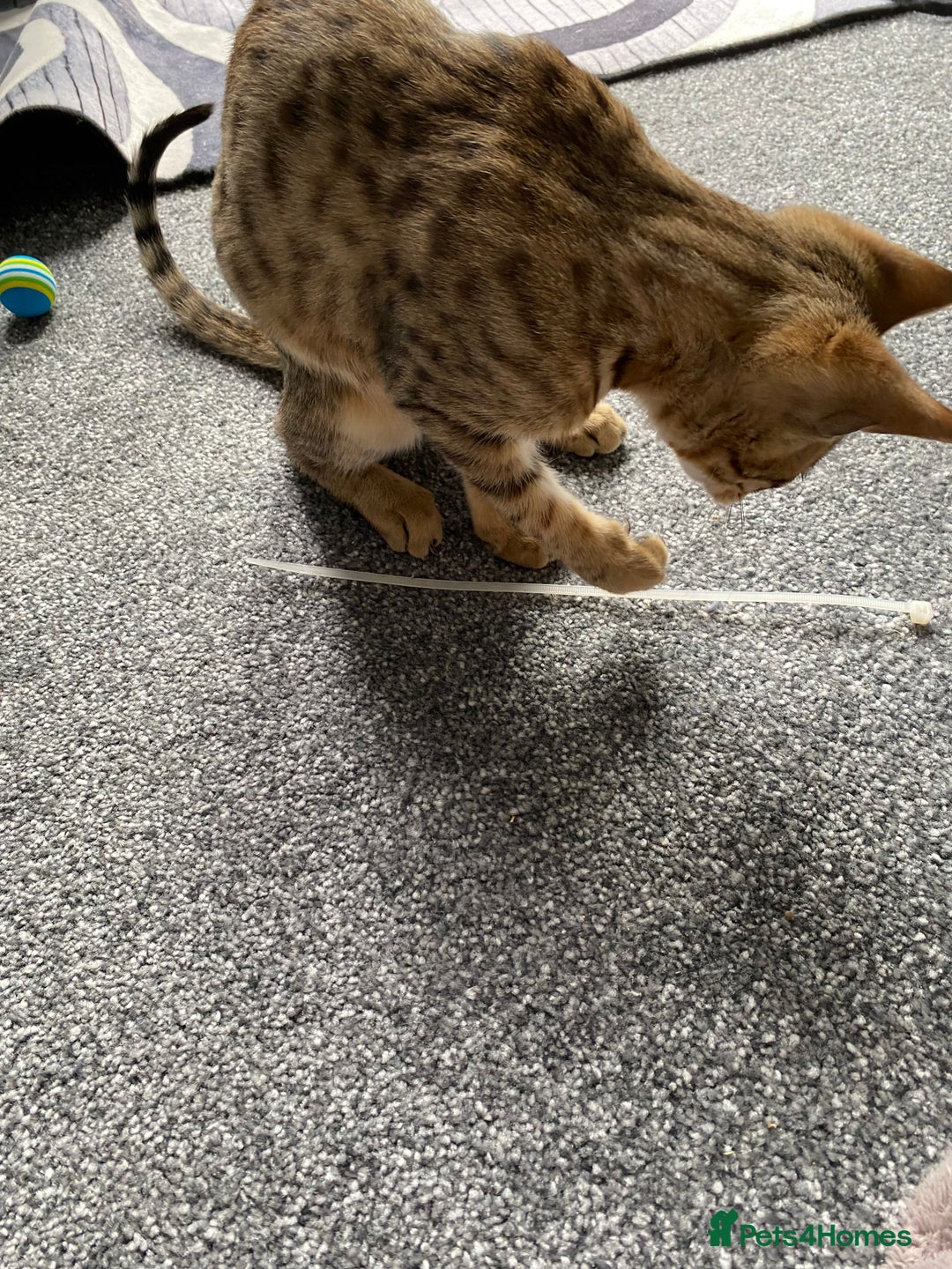 Savannah cats for sale: Savannah cross - Image 2