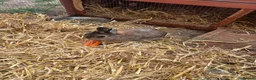 Netherland Dwarf rabbits for sale: Netherland Dwarf  Adults for sale  - Advert 5