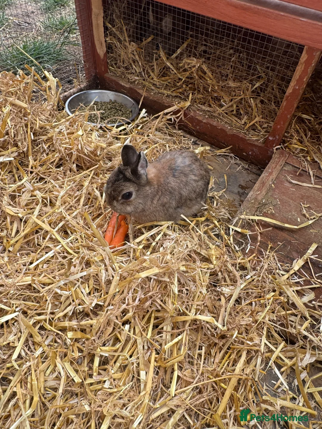 Netherland Dwarf rabbits for sale: Netherland Dwarf  Adults for sale  - Advert 5